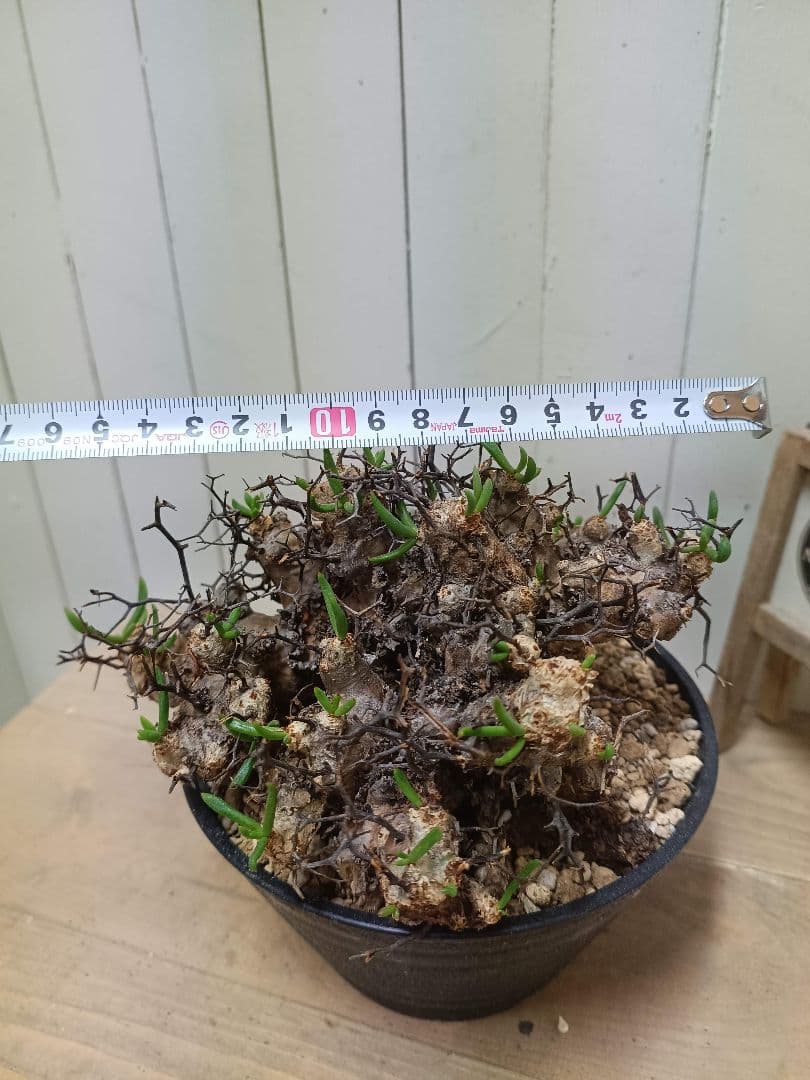 A010 発根済み 大株！！チレコドン レティキュラータス 万物想 現地球