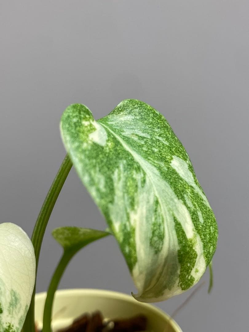 m*r様 【極斑タイプ✨】モンステラ デリシオーサ レガシー 斑入り 希少