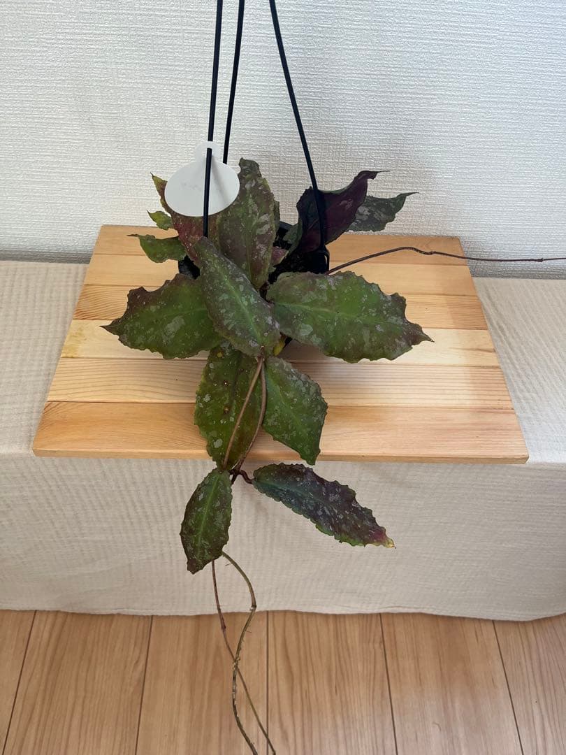 358mmmさま専用 ホヤ ウンデュラータ