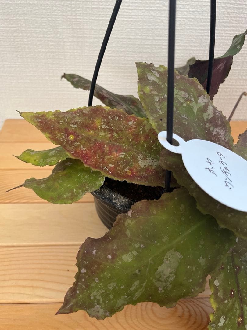 358mmmさま専用 ホヤ ウンデュラータ