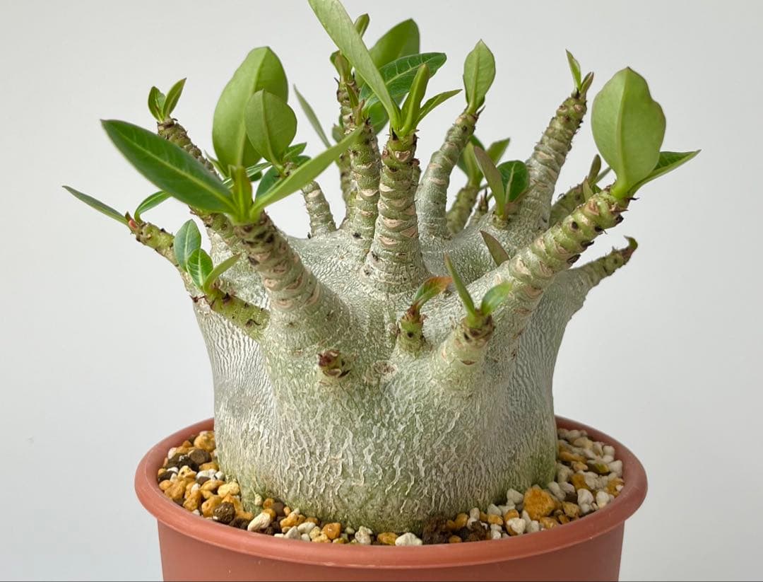 【激レア/ドワーフ/超極太/塊根】アデニウム アラビカムV2ハック鉢植えB-12