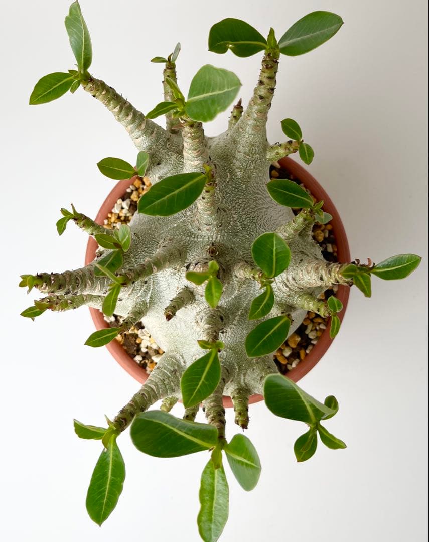 【激レア/ドワーフ/超極太/塊根】アデニウム アラビカムV2ハック鉢植えB-12