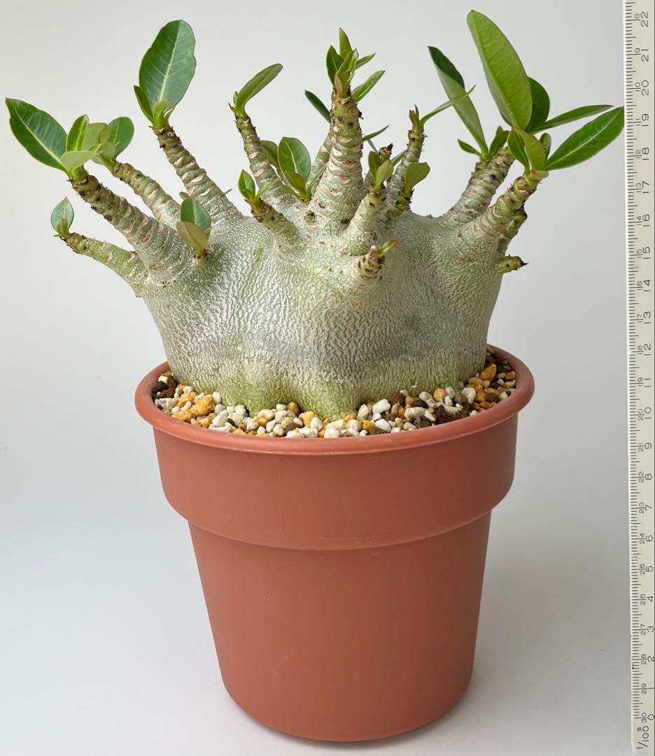 【激レア/ドワーフ/超極太/塊根】アデニウム アラビカムV2ハック鉢植えB-12