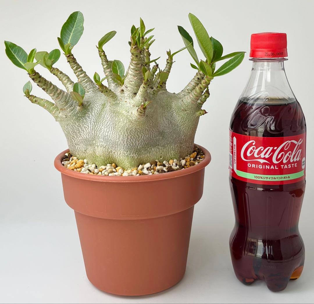 【激レア/ドワーフ/超極太/塊根】アデニウム アラビカムV2ハック鉢植えB-12