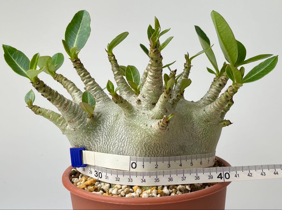 【激レア/ドワーフ/超極太/塊根】アデニウム アラビカムV2ハック鉢植えB-12