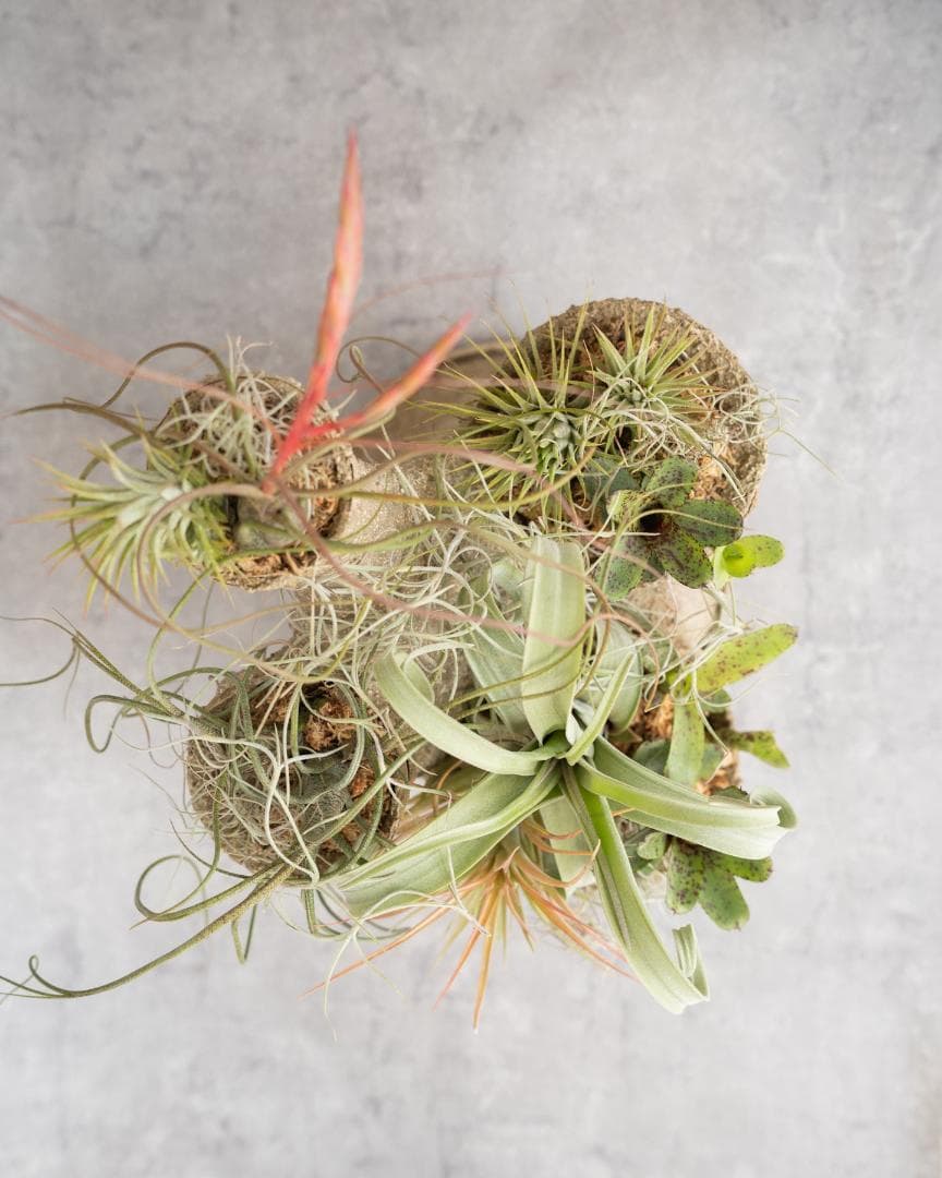 [鉢セット販売]エアプランツ9種セット_Forest (1点限り)