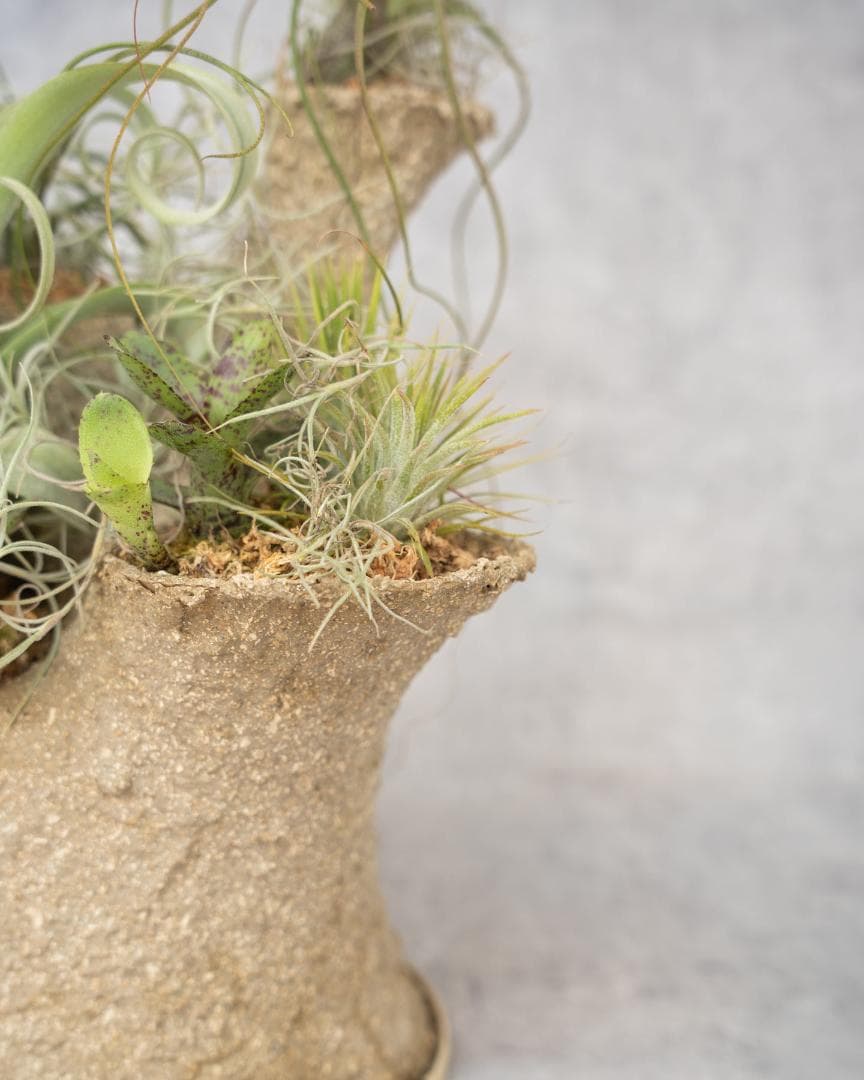 [鉢セット販売]エアプランツ9種セット_Forest (1点限り)