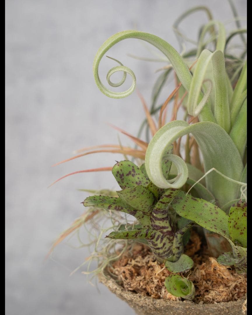 [鉢セット販売]エアプランツ9種セット_Forest (1点限り)