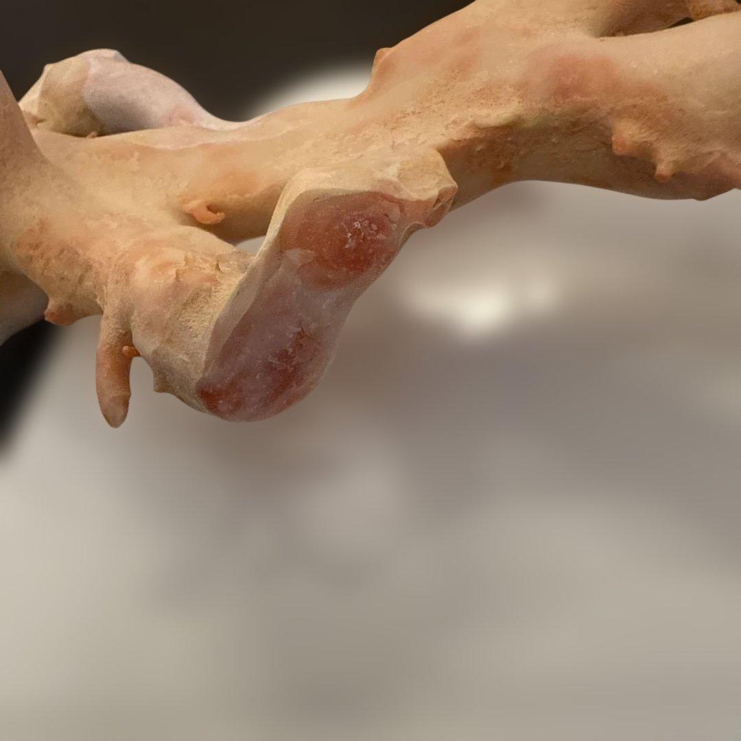 珊瑚 原木 桃色 コーラルピンク系