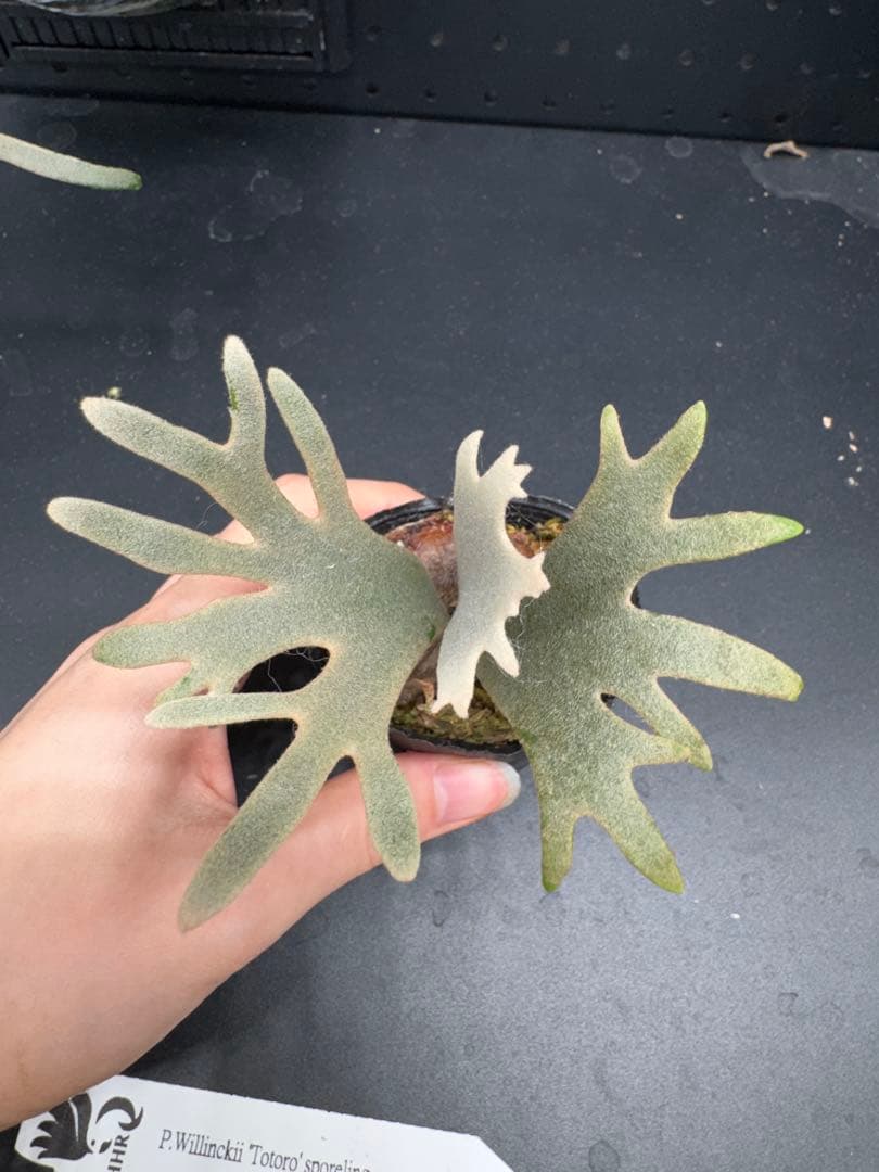 【平凡之鹿】YMDS Totoro HHRナーセリータグ付け #486