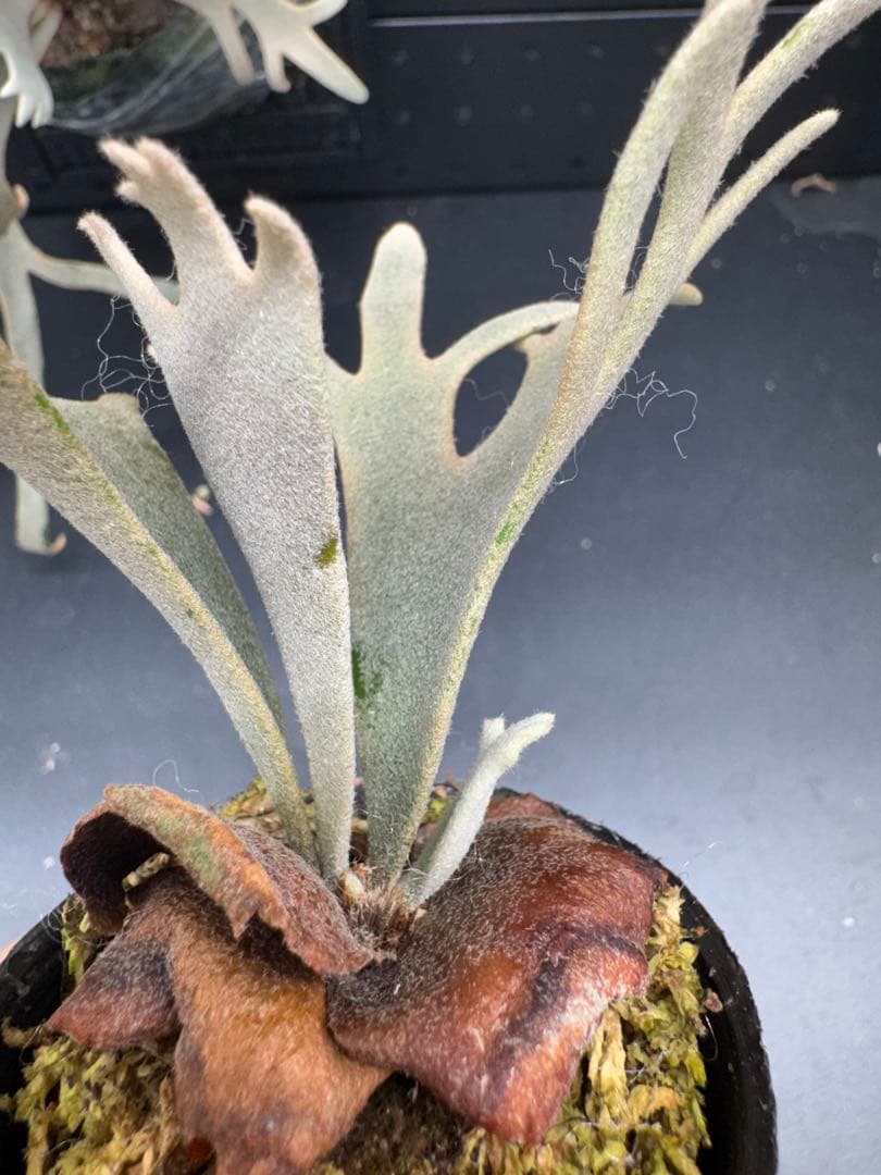 【平凡之鹿】YMDS Totoro HHRナーセリータグ付け #486