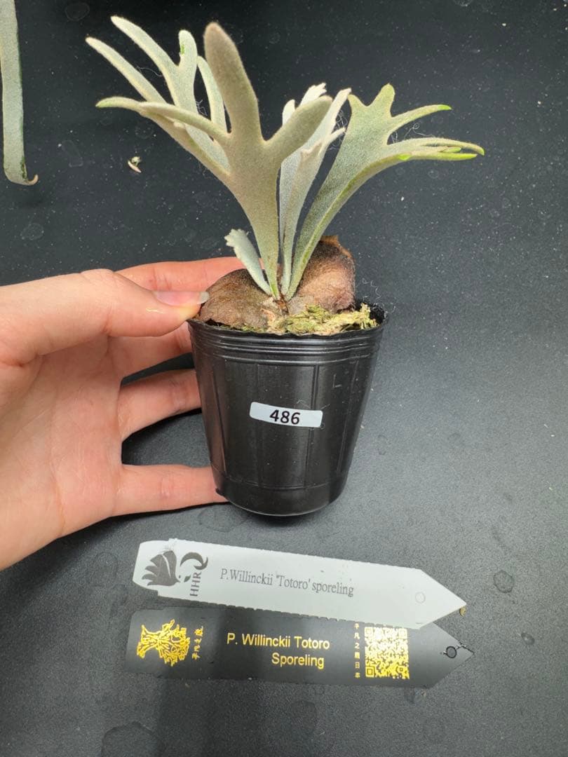 【平凡之鹿】YMDS Totoro HHRナーセリータグ付け #486