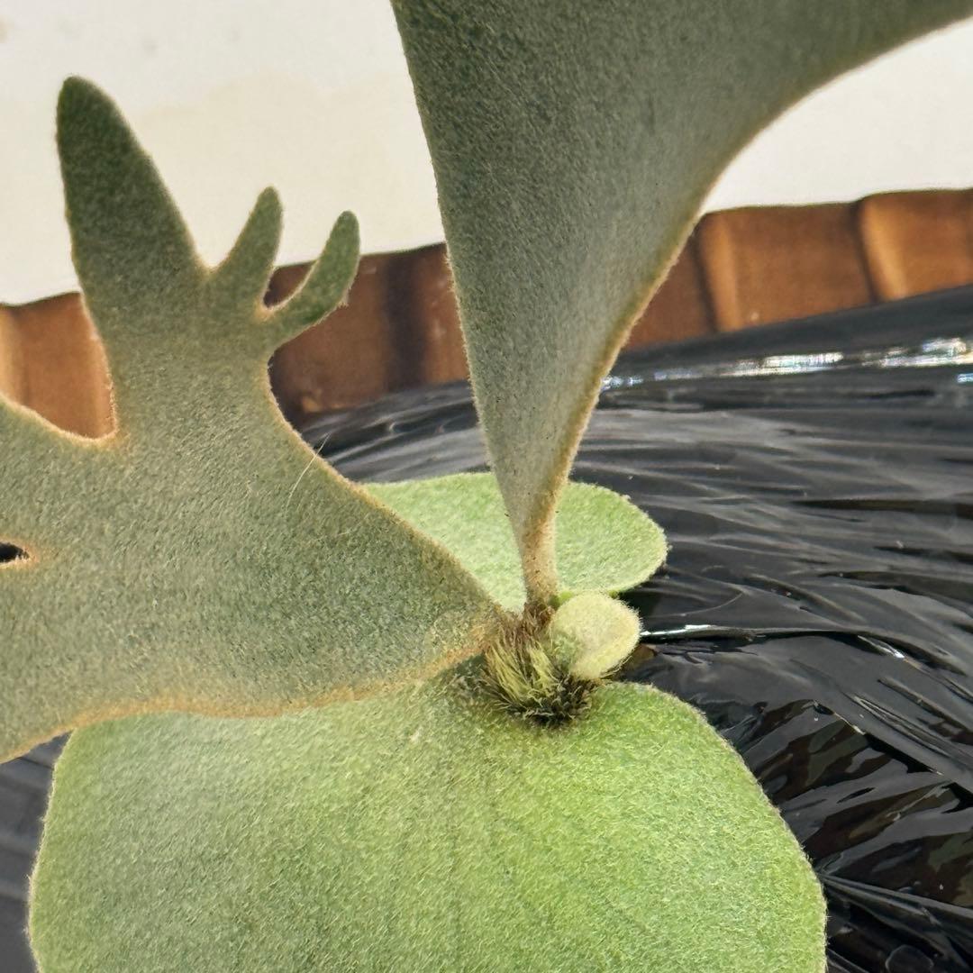 ◆ビカクシダ◆確認用２◆