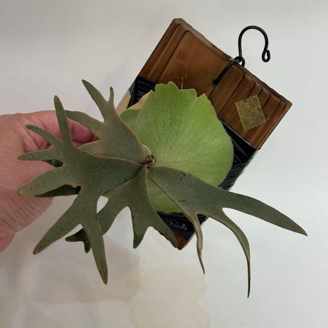 ◆ビカクシダ◆確認用２◆