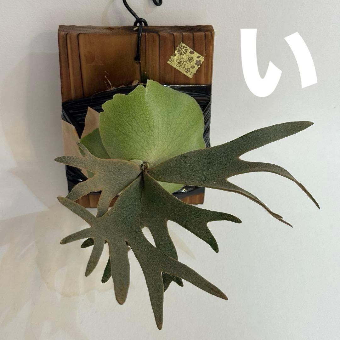 ◆ビカクシダ◆確認用２◆