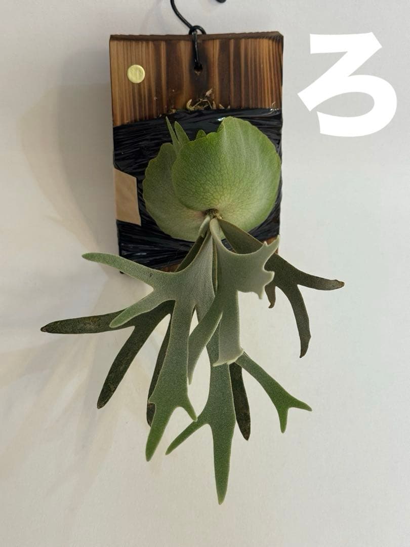 ◆ビカクシダ◆確認用２◆