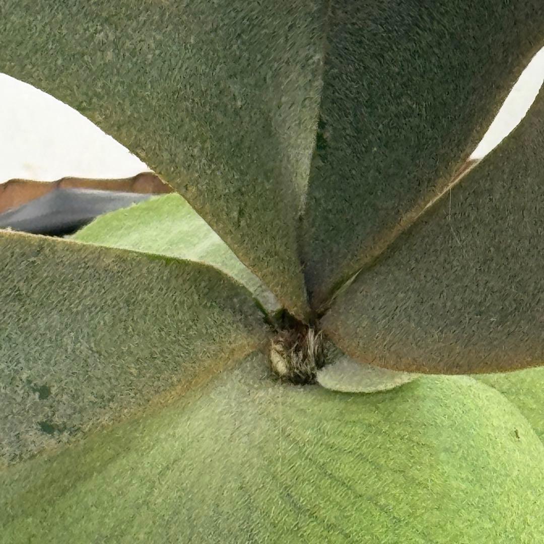 ◆ビカクシダ◆確認用２◆