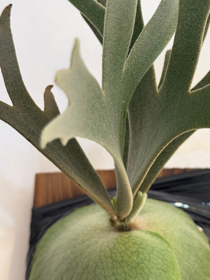 ◆ビカクシダ◆確認用２◆