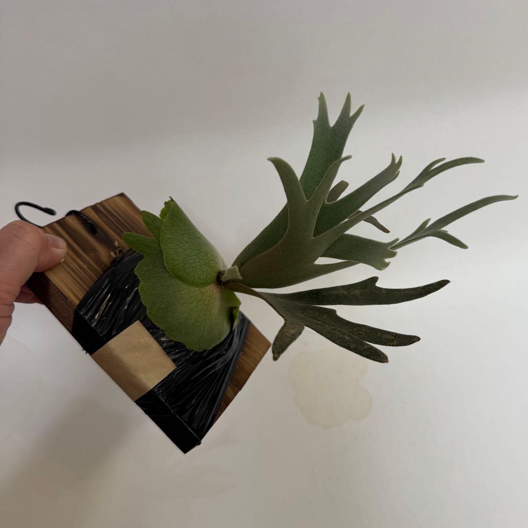 ◆ビカクシダ◆確認用２◆