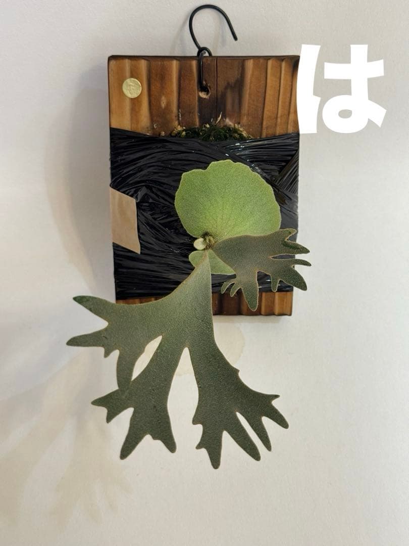 ◆ビカクシダ◆確認用２◆