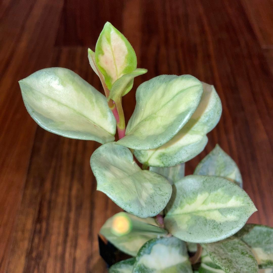 ホヤ アルゲンティアプリンセス【現品・タグ付・鉢付・メルカリ便