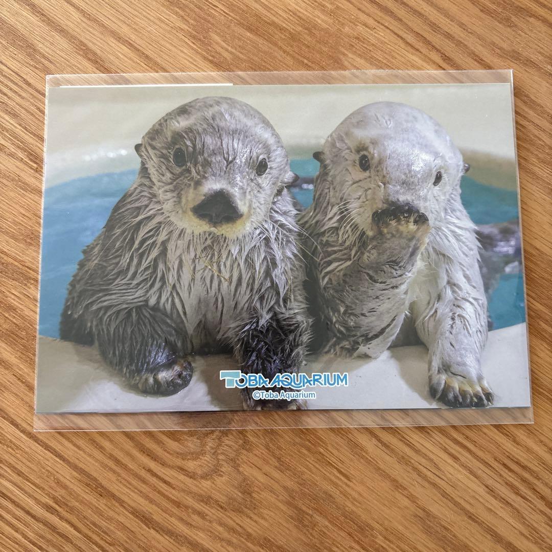 鳥羽水族館 70周年ラッコセット - メルカリ