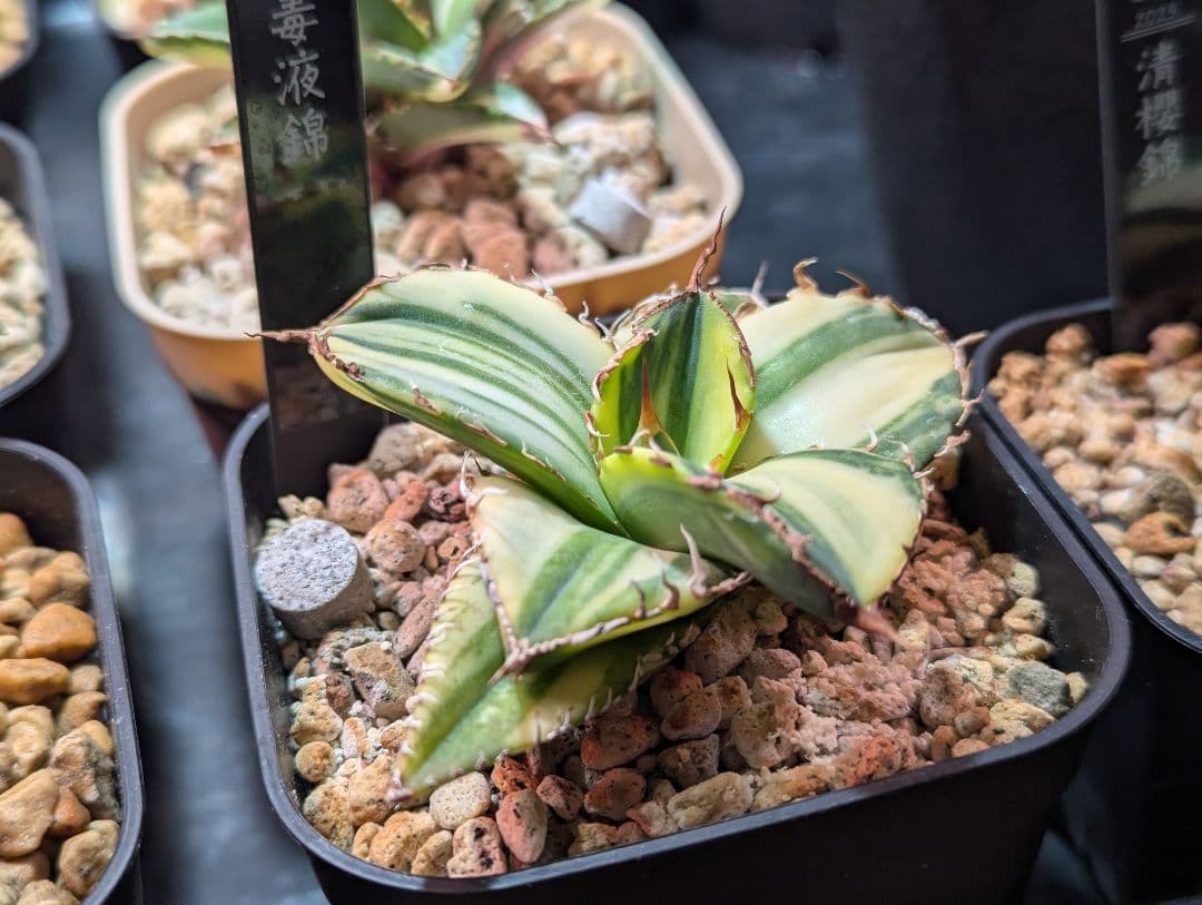 超希少品 チタノタ「毒液錦」毒液縞斑 発根活着済 タグ鉢付き発送