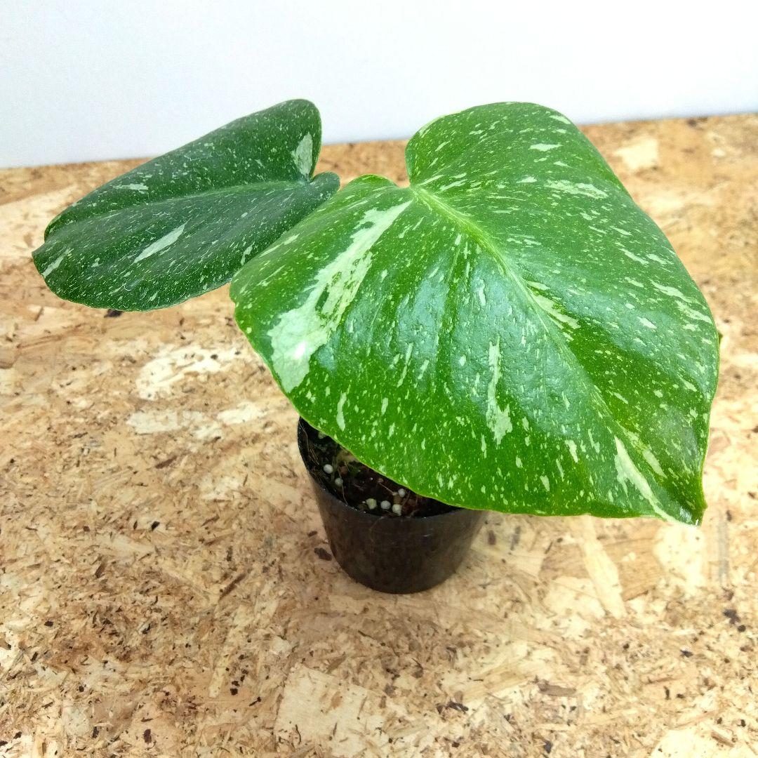 モンステラ デリシオーサ タイコンステレーション 厳選美斑入り‼️3号