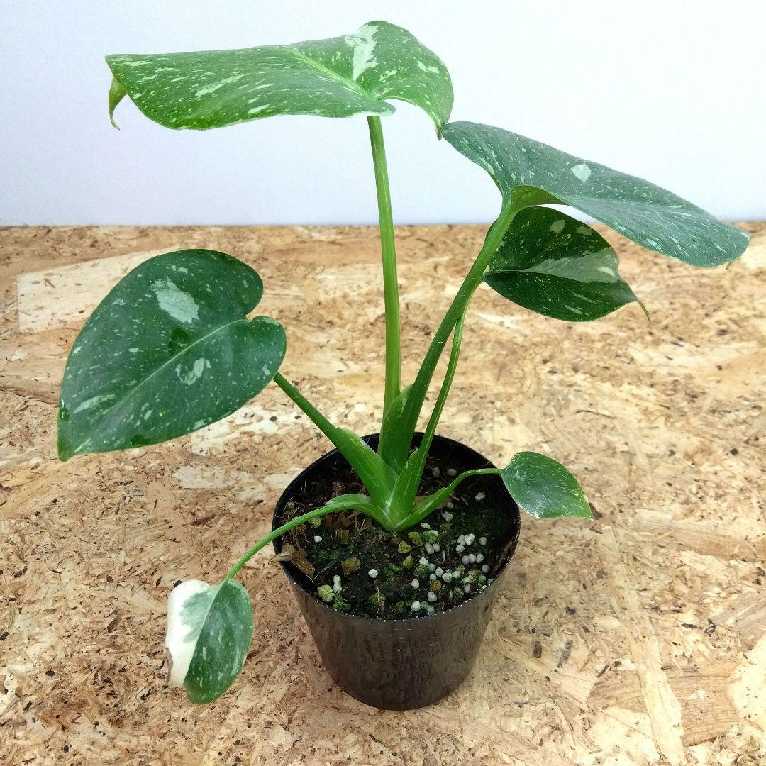 モンステラ デリシオーサ タイコンステレーション 厳選美斑入り‼️3号