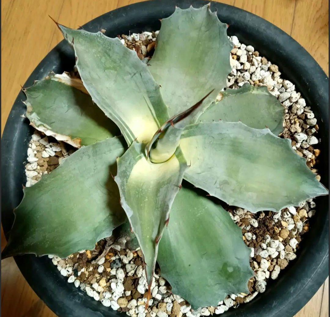 O*@様 アガベ　オバティフォリア　中斑　アウェイクニングエンジェル　オルカ　キ