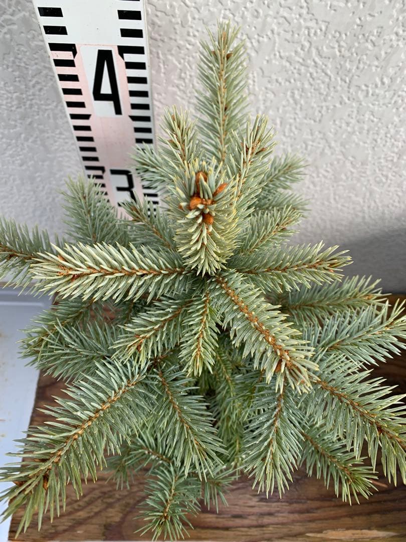 【安心の生産者仕入れ】ピセア　プンゲンス　コロラドトウヒ※お届け早いメルカリ便※