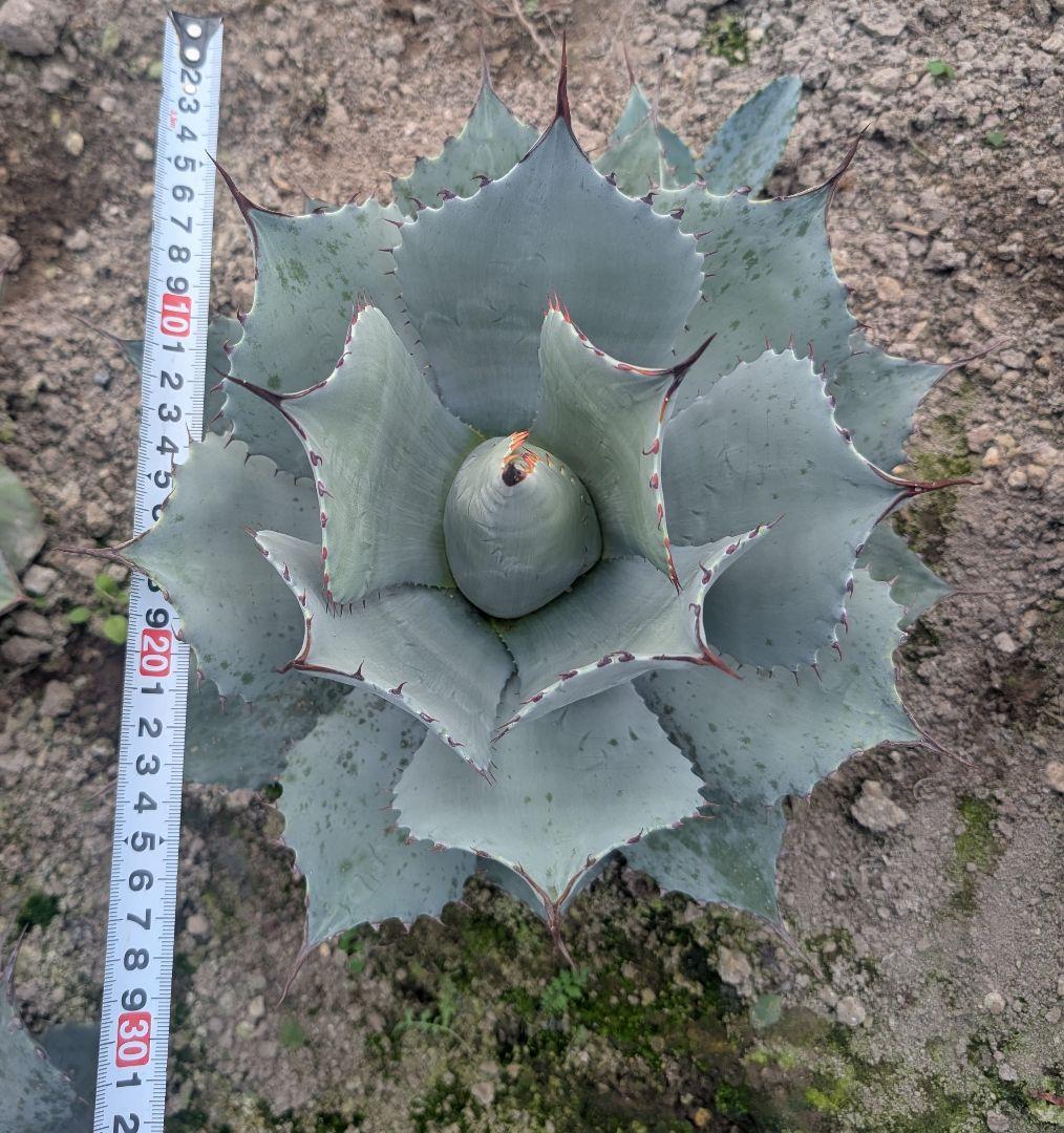 アガベ☆パリートランカータ 実生株 唯一無二の個体美 ドライガーデン向け