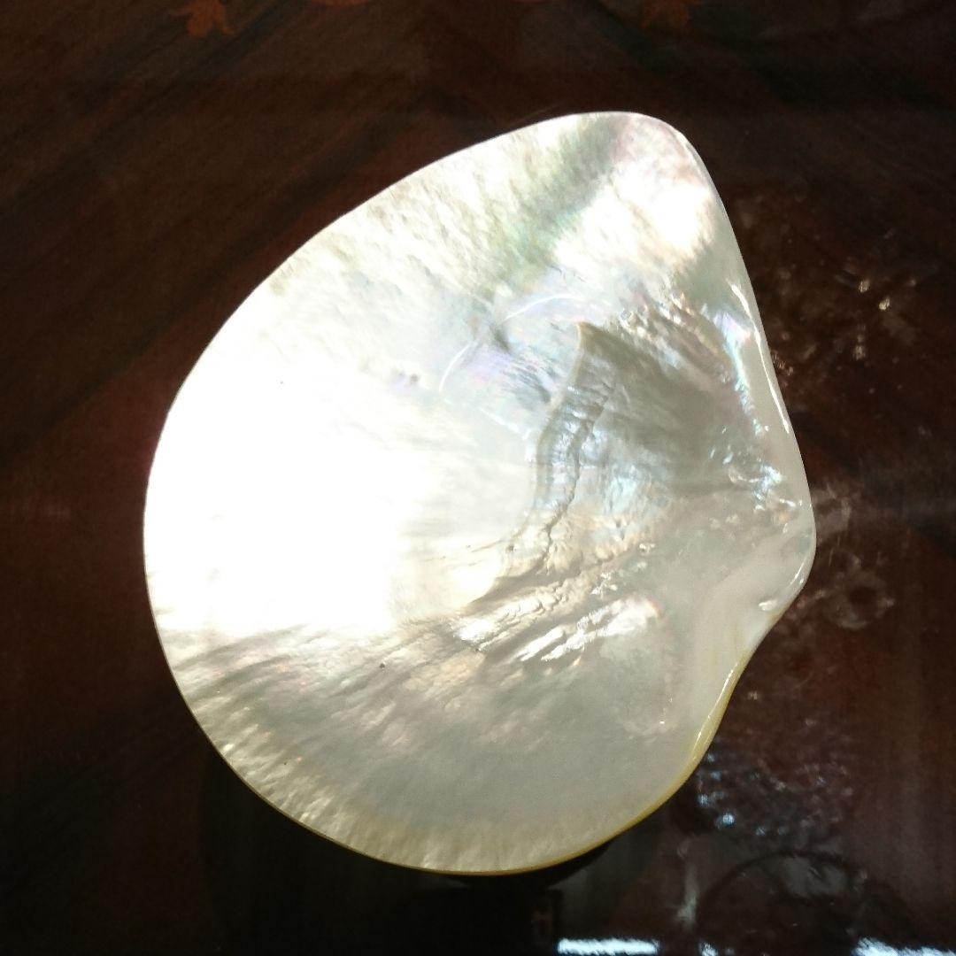 ライオンのディッシュ