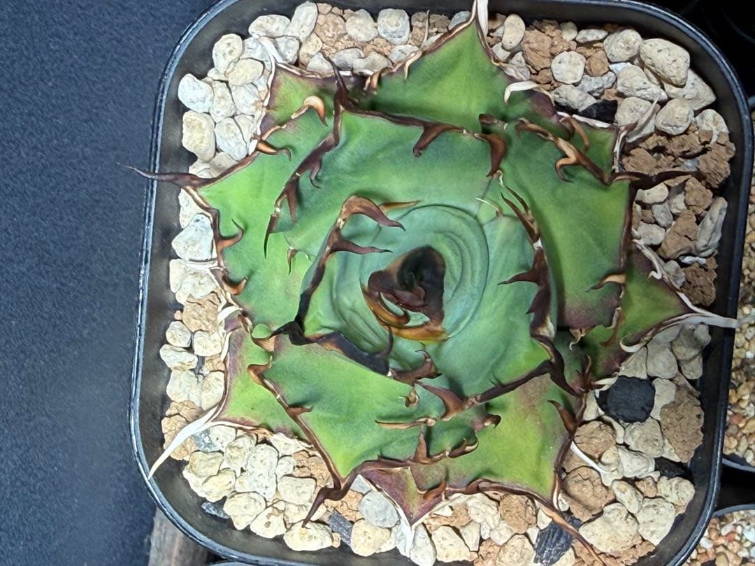 アガベ チタノタ ハデス 鉢ごと発送 - メルカリ