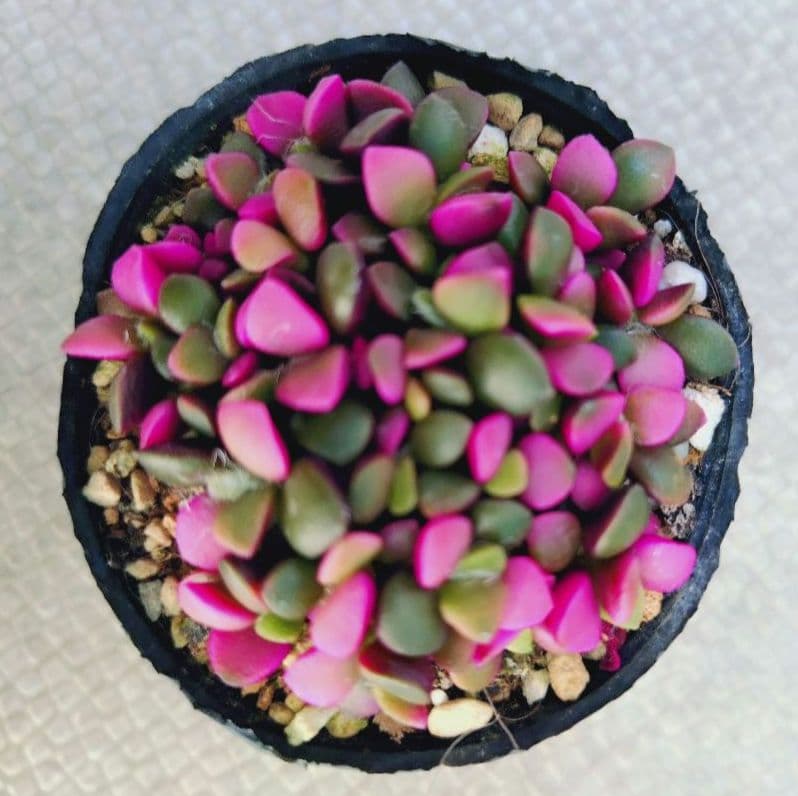 すず様 リクエスト 3点 まとめ商品 速達便 - メルカリ