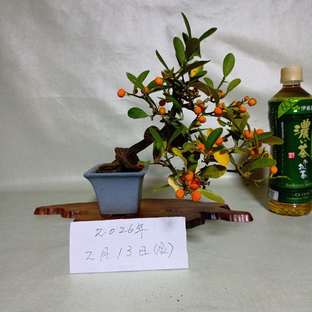 キンズ小品盆栽　実付き　黒松盆栽、五葉松盆栽、真柏盆栽、赤松盆栽