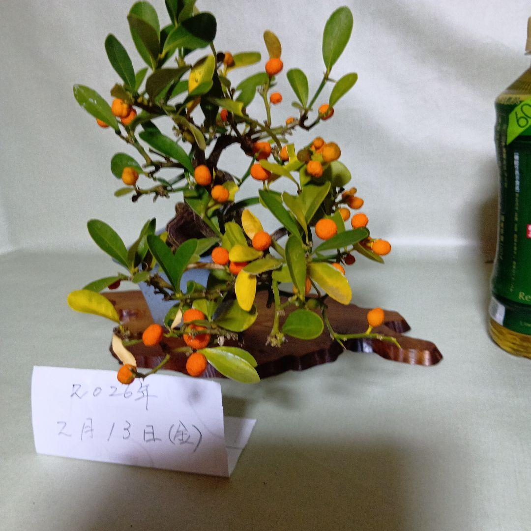 キンズ小品盆栽　実付き　黒松盆栽、五葉松盆栽、真柏盆栽、赤松盆栽