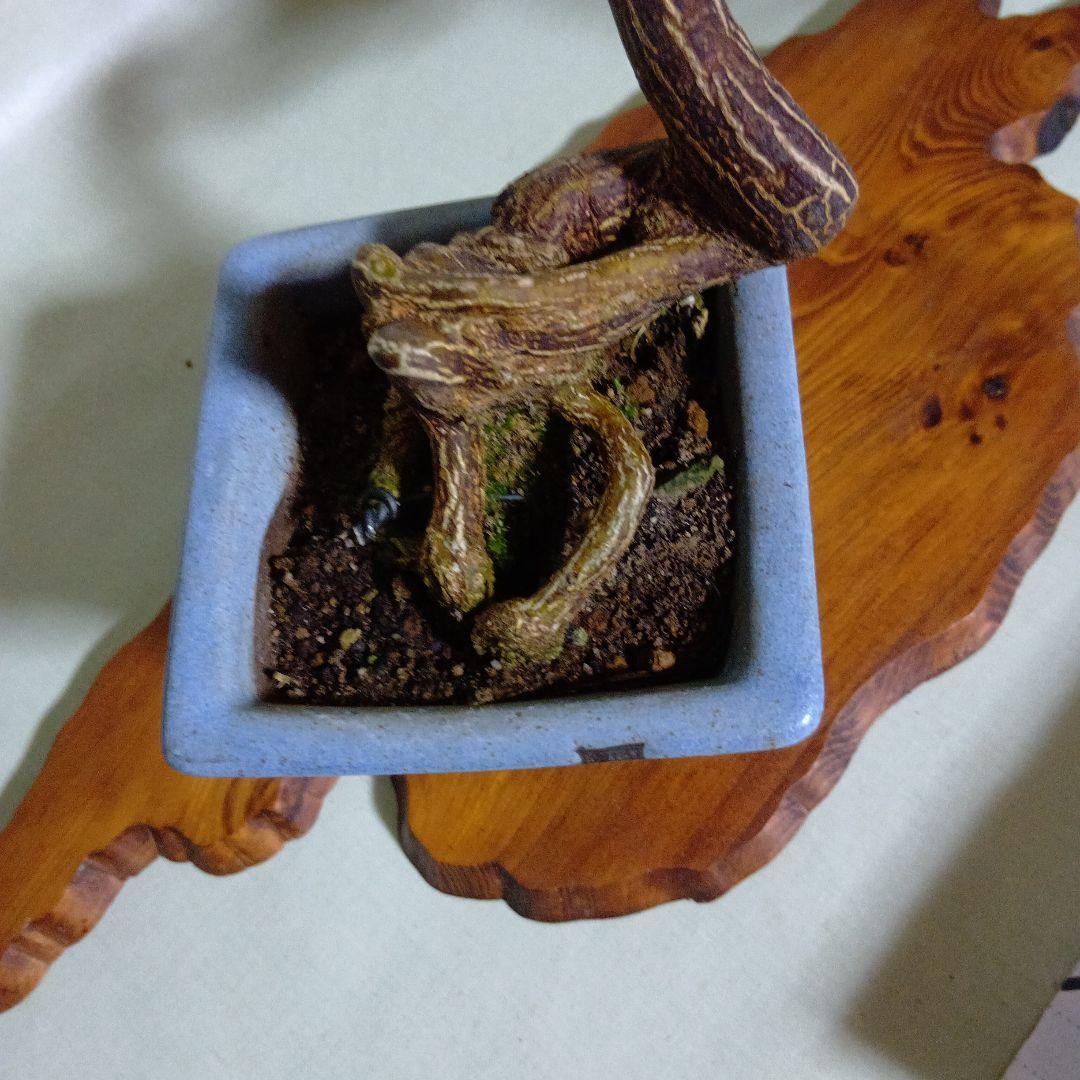 キンズ小品盆栽　実付き　黒松盆栽、五葉松盆栽、真柏盆栽、赤松盆栽