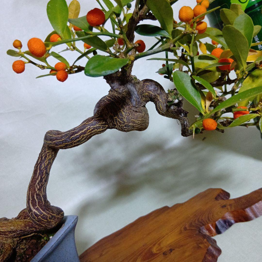 キンズ小品盆栽　実付き　黒松盆栽、五葉松盆栽、真柏盆栽、赤松盆栽