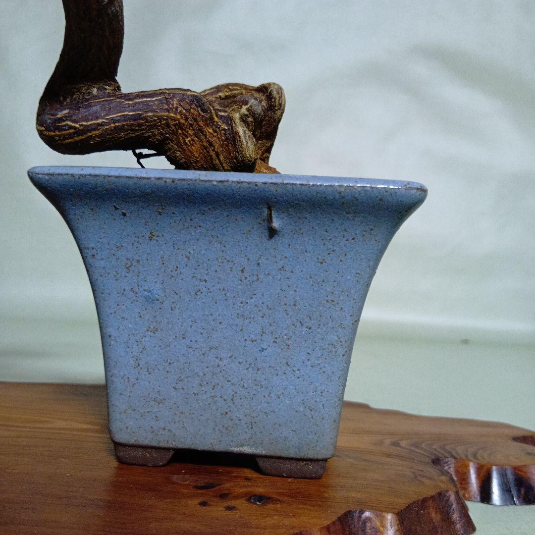 キンズ小品盆栽　実付き　黒松盆栽、五葉松盆栽、真柏盆栽、赤松盆栽