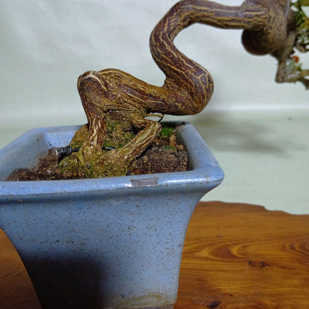 キンズ小品盆栽　実付き　黒松盆栽、五葉松盆栽、真柏盆栽、赤松盆栽