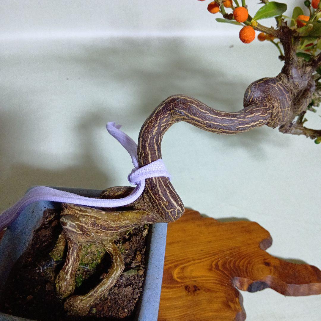 キンズ小品盆栽　実付き　黒松盆栽、五葉松盆栽、真柏盆栽、赤松盆栽