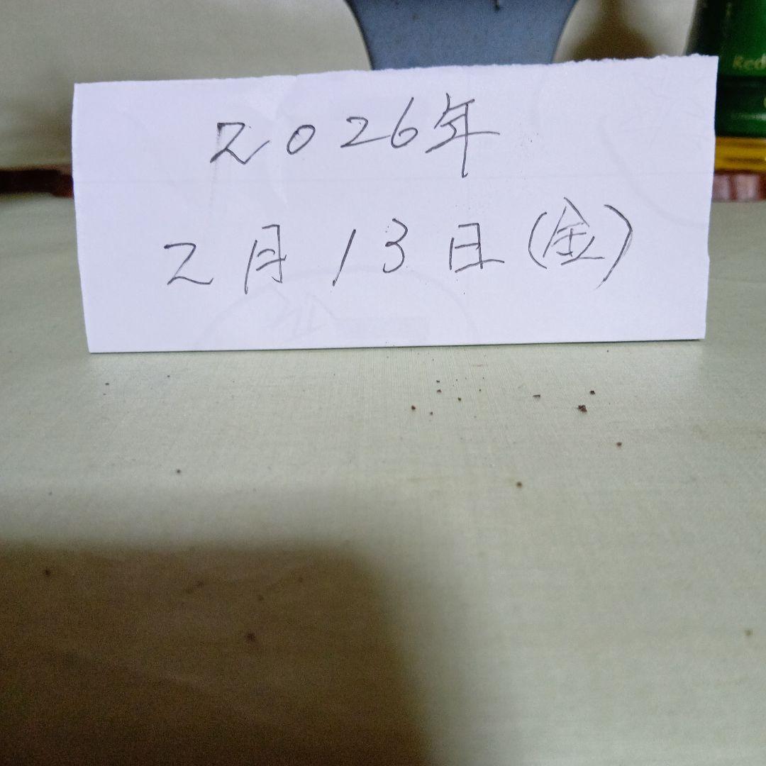 キンズ小品盆栽　実付き　黒松盆栽、五葉松盆栽、真柏盆栽、赤松盆栽