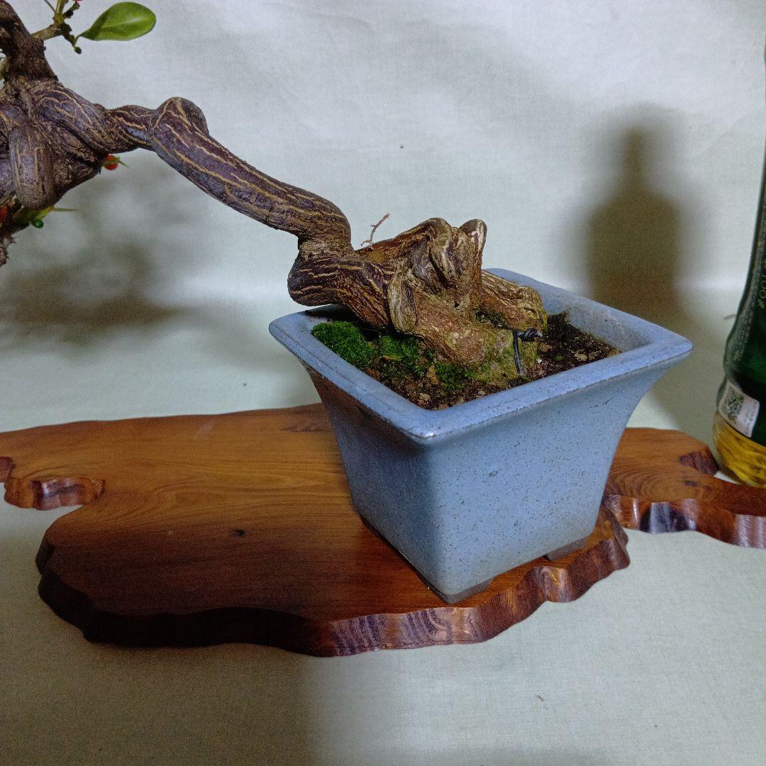 キンズ小品盆栽　実付き　黒松盆栽、五葉松盆栽、真柏盆栽、赤松盆栽