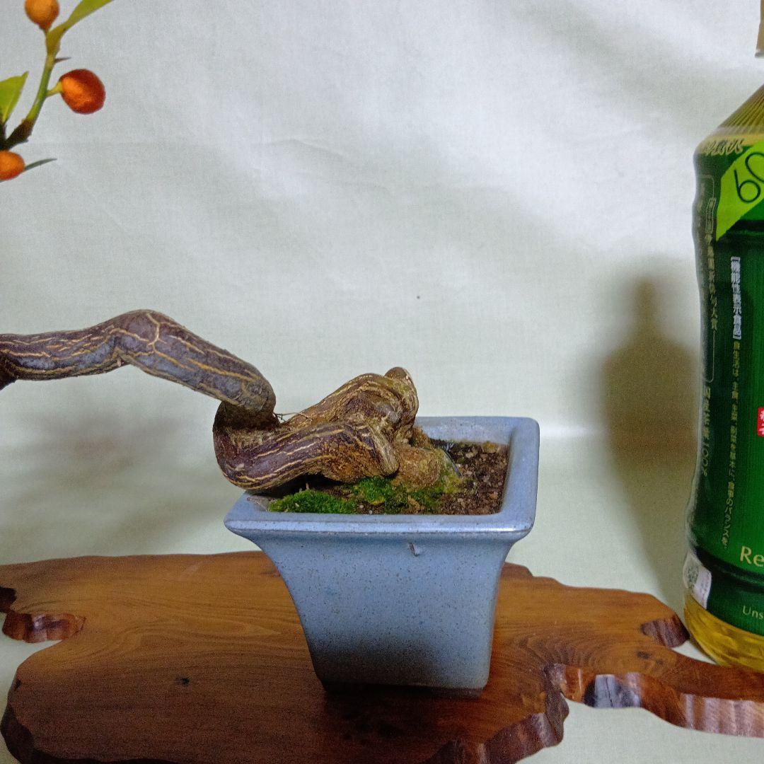 キンズ小品盆栽　実付き　黒松盆栽、五葉松盆栽、真柏盆栽、赤松盆栽