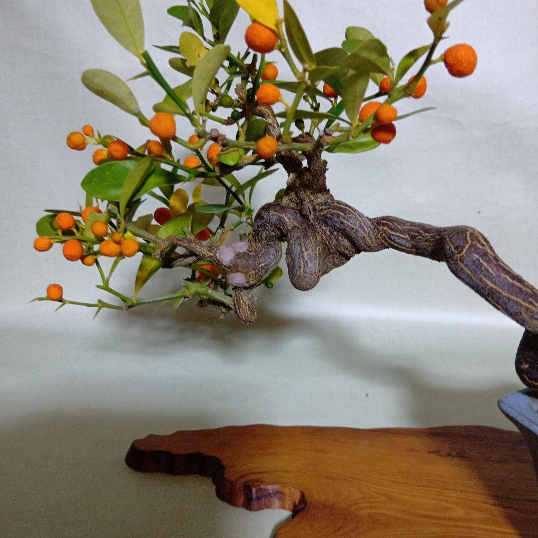 キンズ小品盆栽　実付き　黒松盆栽、五葉松盆栽、真柏盆栽、赤松盆栽