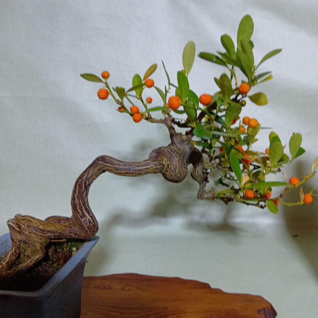 キンズ小品盆栽　実付き　黒松盆栽、五葉松盆栽、真柏盆栽、赤松盆栽