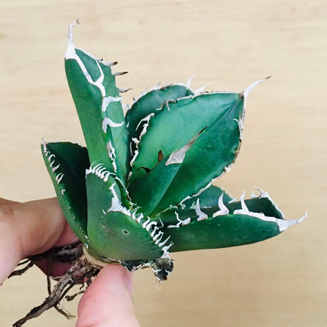 1-8 SAD 南アフリカダイヤモンド TC株 アガベ チタノタ