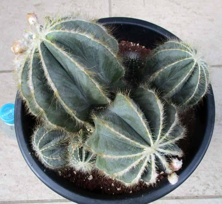 現品】群生 サボテン・エリオカクタス・英冠玉 8号 ZT番 - メルカリ