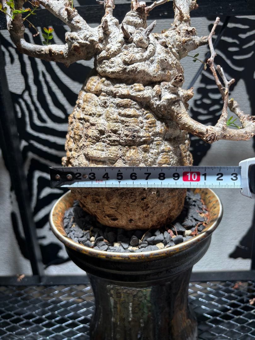 オペルクリカリア　パキプス　発根済み　鉢付き発送